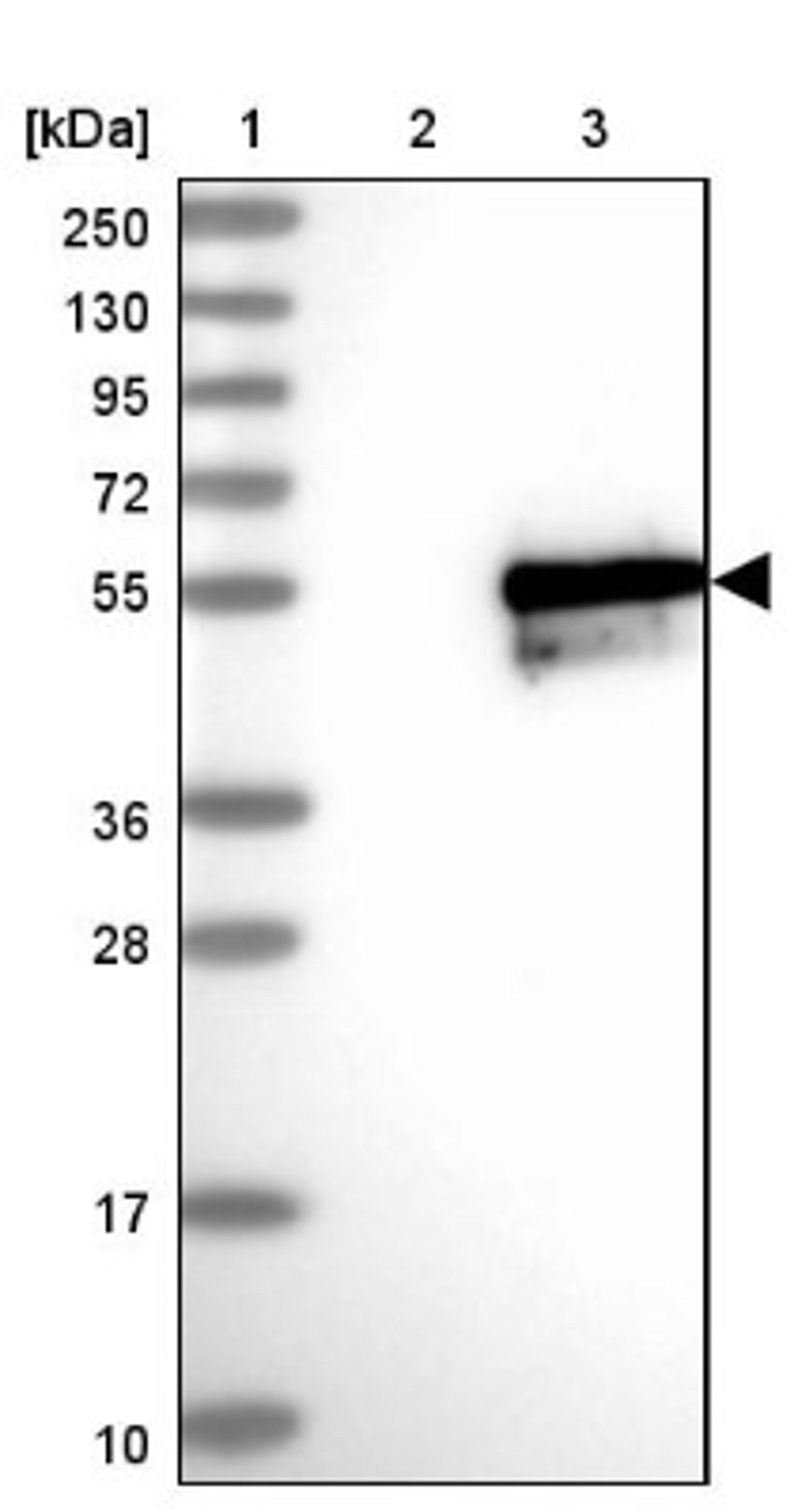 Western Blot: FAM170A Antibody [NBP2-32707] - Lane 1: Marker [kDa] 250, 130, 95, 72, 55, 36, 28, 17, 10<br/>Lane 2: Negative control (vector only transfected HEK293T lysate)<br/>Lane 3: Over-expression lysate (Co-expressed with a C-terminal myc-DDK tag (~3.1 kDa) in mammalian HEK293T cells, LY405332)