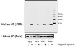 Detection of human Phospho Histone H3 (pS10) by western blot.