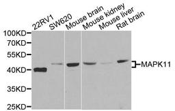 Western blot analysis of extracts of various cells using MAPK11 antibody