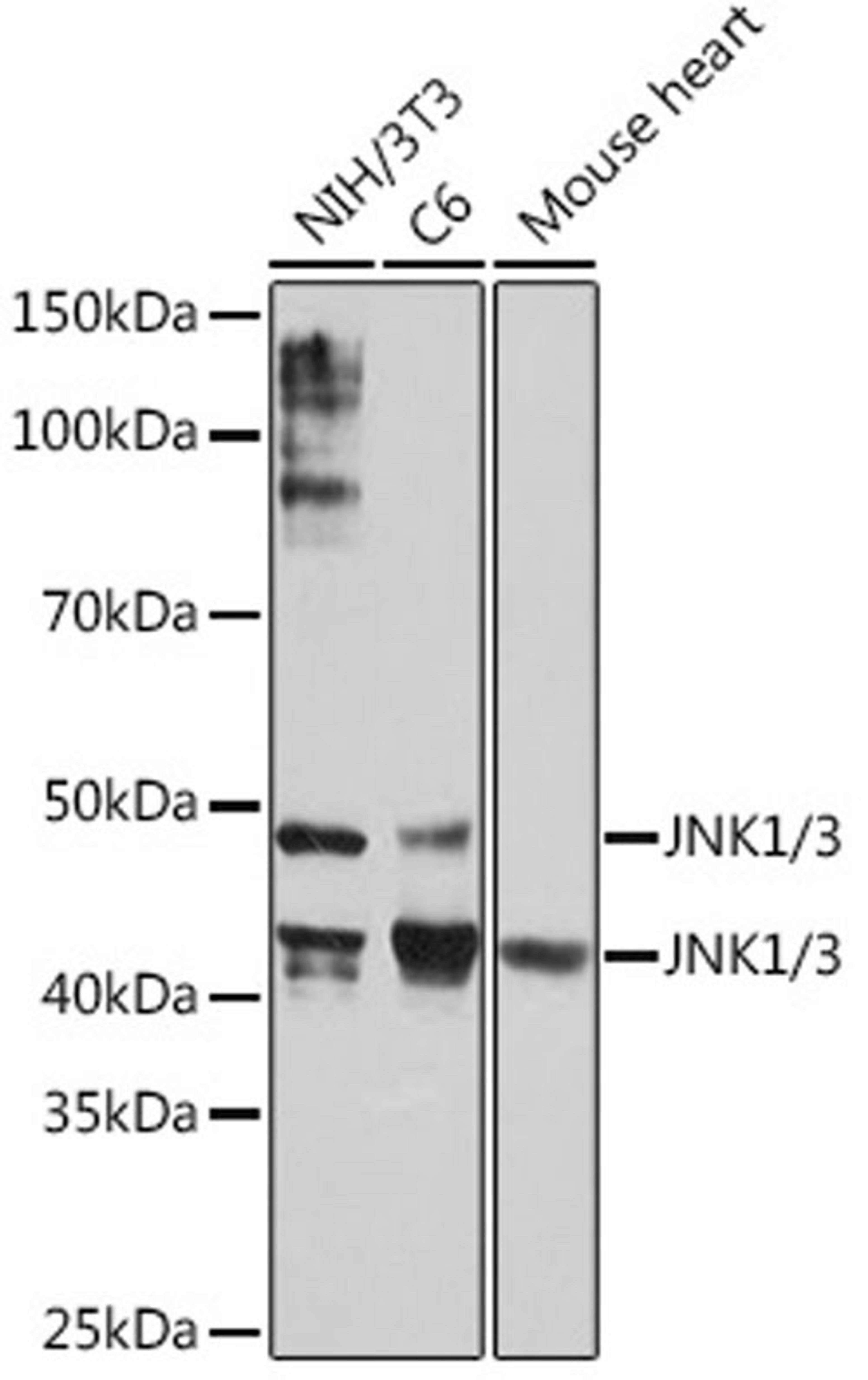 Western blot - JNK1/3 Rabbit mAb (A5051)