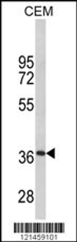 Western blot analysis of MPZ Antibody in CEM cell line lysates (35ug/lane)