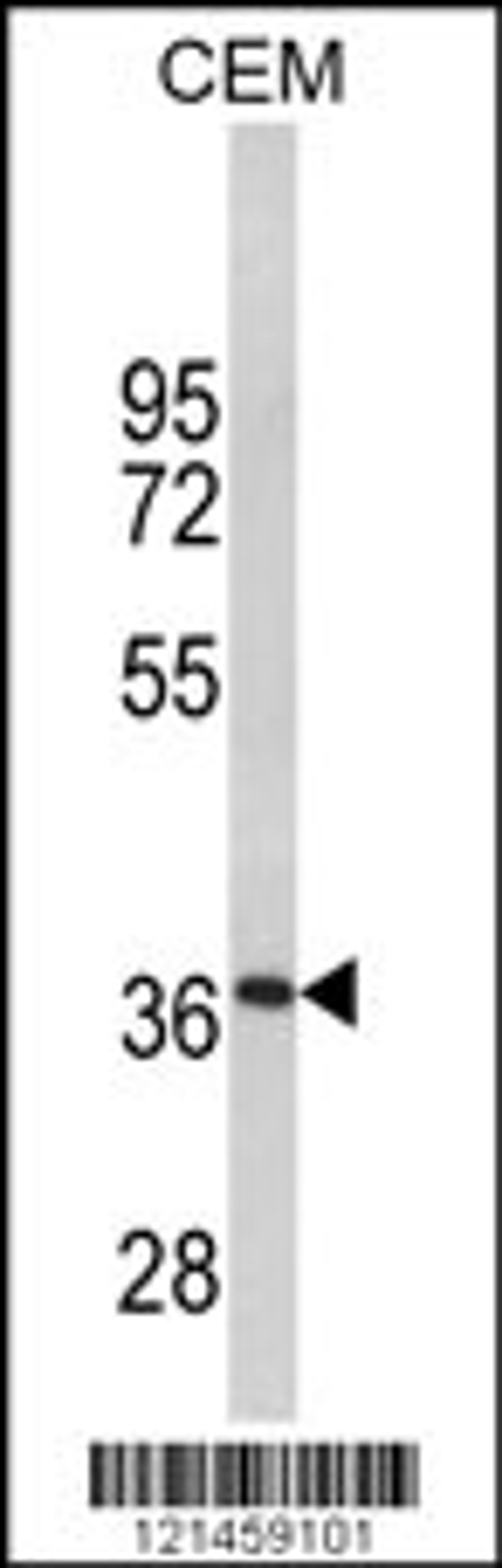 Western blot analysis of MPZ Antibody in CEM cell line lysates (35ug/lane)