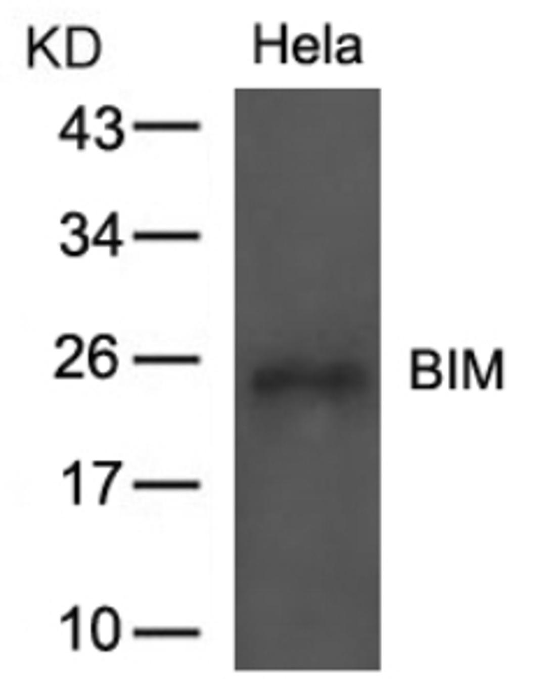 Western blot analysis of lysed extracts from HeLa cells using BIM (Ab-69).