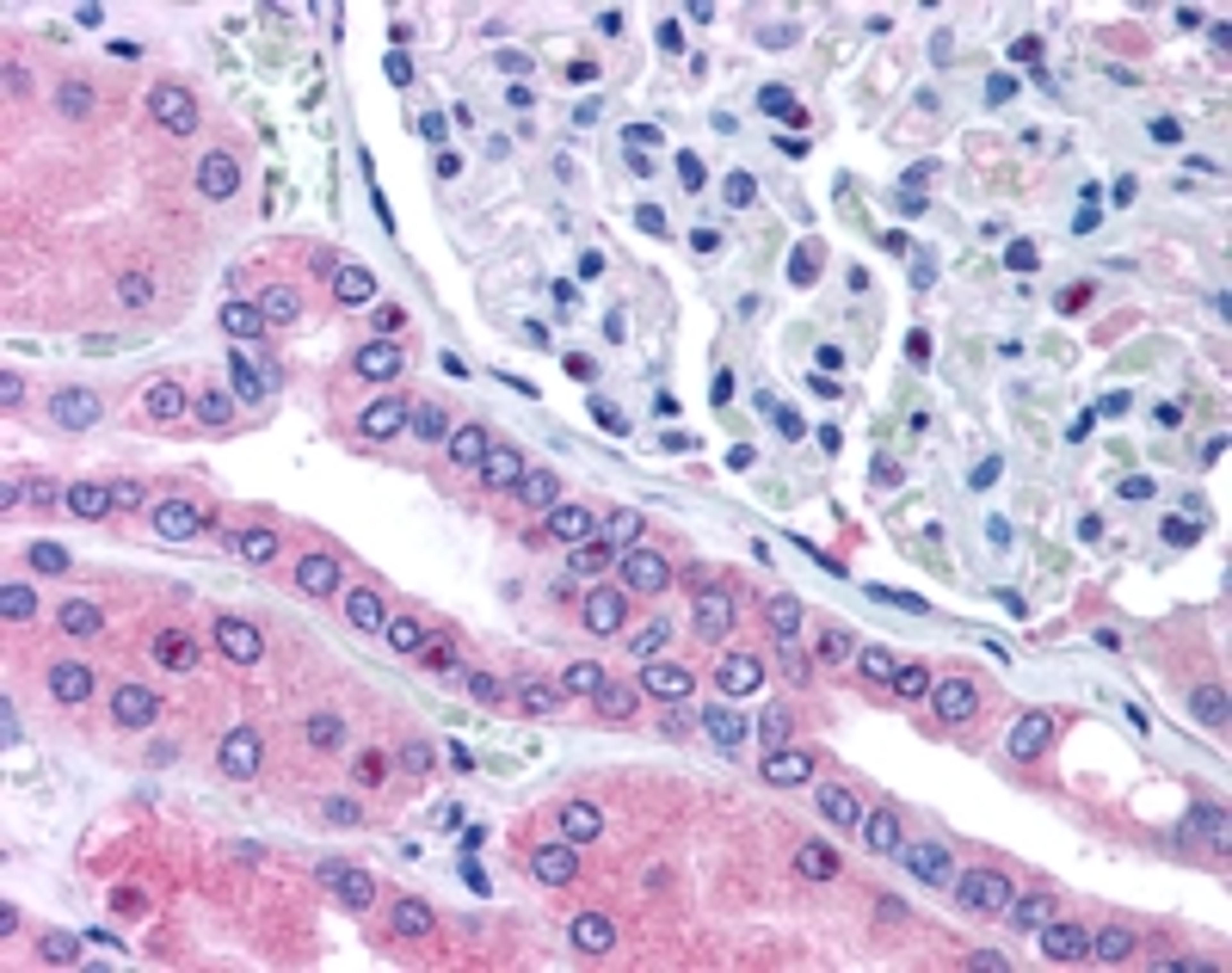 46-294 (5ug/ml) staining of paraffin embedded Human Kidney. Steamed antigen retrieval with citrate buffer pH 6, AP-staining.