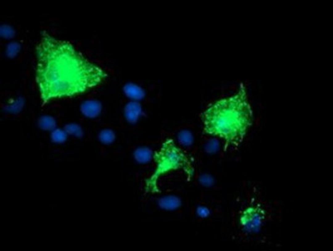 Immunocytochemistry/Immunofluorescence: PVRL1 Antibody (6F8) [NBP2-01198] Staining of COS7 cells transiently transfected by pCMV6-ENTRY PVRL1.