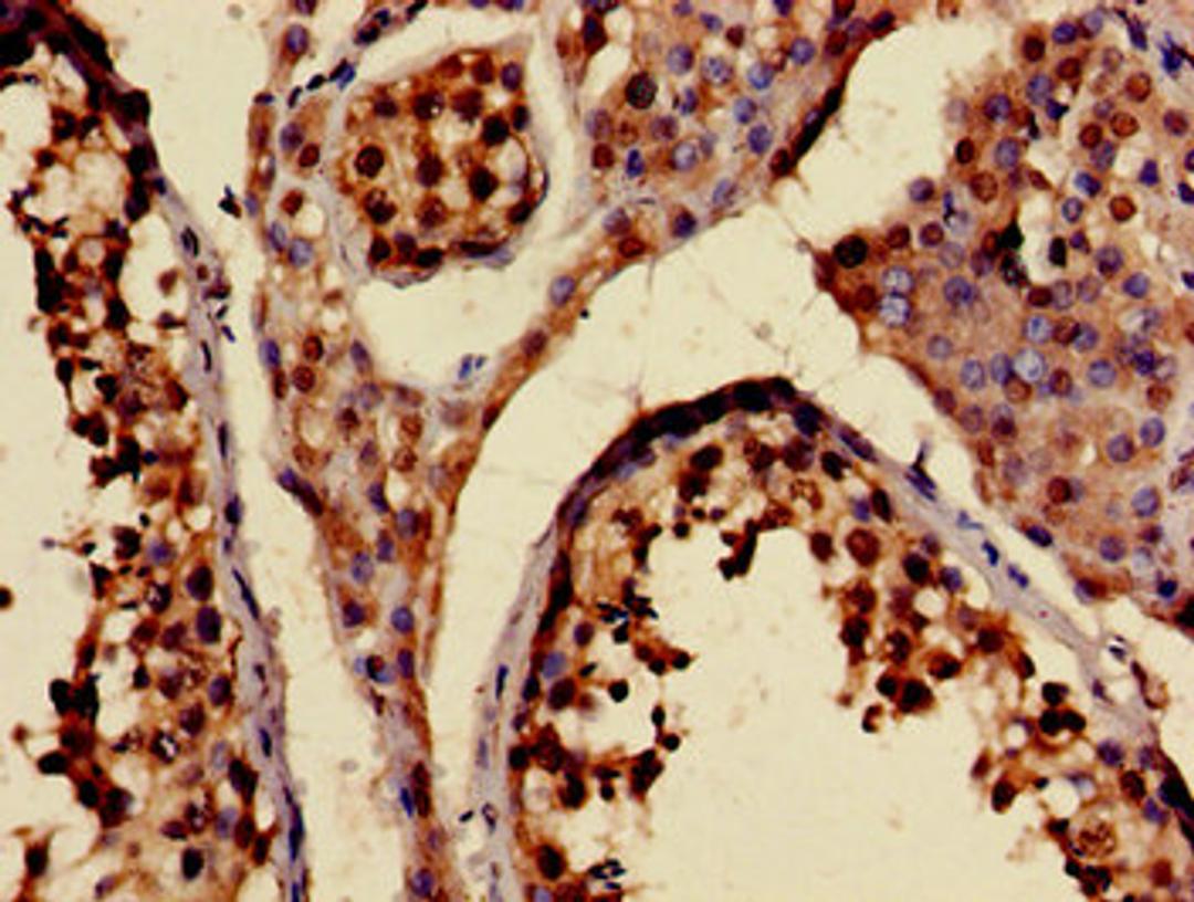 Immunohistochemistry of paraffin-embedded human testis tissue using CSB-PA012321LA01HU at dilution of 1:100