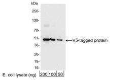 Western Blot: V5 Epitope Tag Antibody [NB600-380] - Analysis using the HRP conjugate of NB600-380. Detection of 200, 100, or 50 ng of E. coli whole cell lysate expressing a multi-tag fusion protein. Antibody used at 0.04 ug/ml (1:25,000).