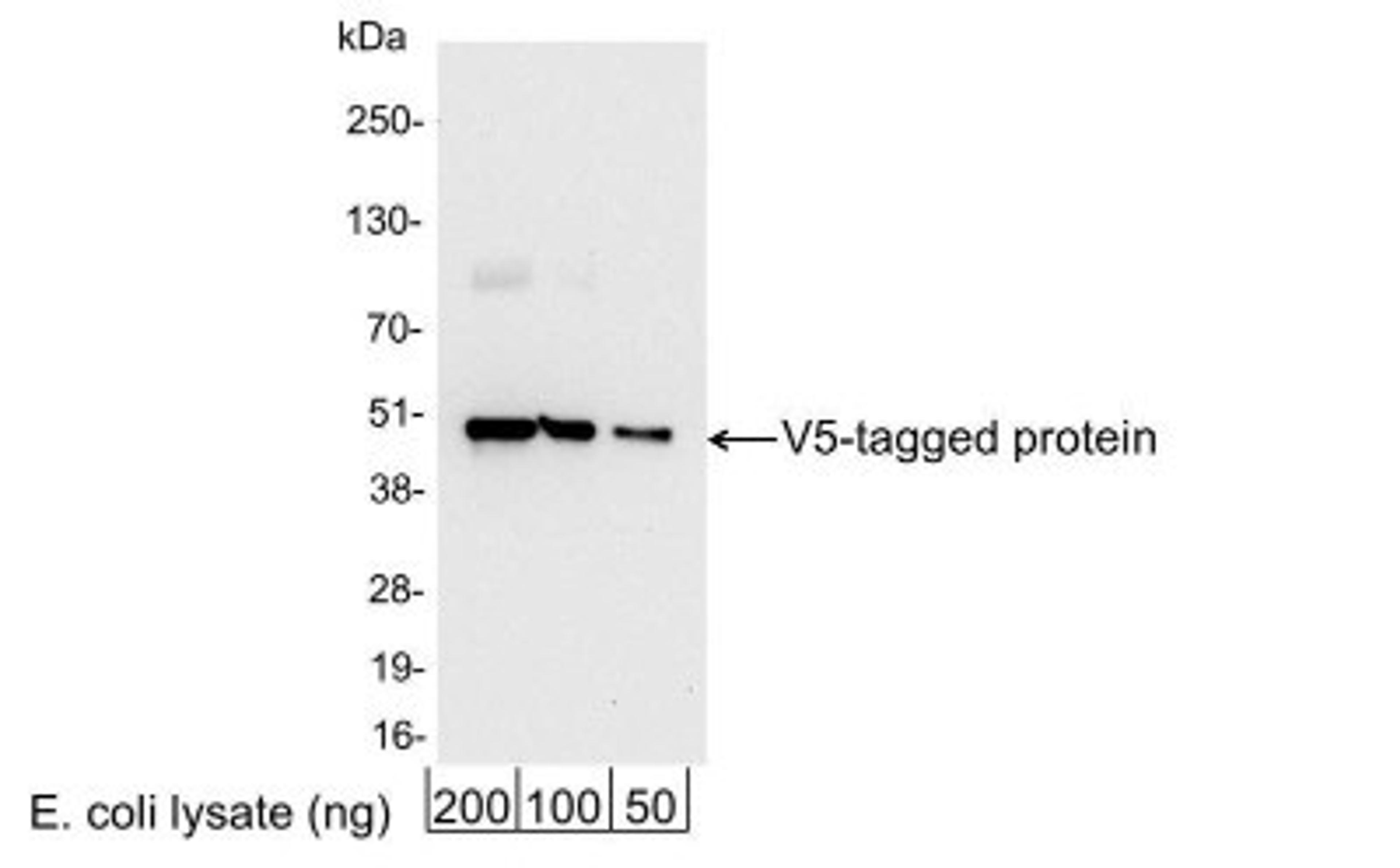 Western Blot: V5 Epitope Tag Antibody [NB600-380] - Analysis using the HRP conjugate of NB600-380. Detection of 200, 100, or 50 ng of E. coli whole cell lysate expressing a multi-tag fusion protein. Antibody used at 0.04 ug/ml (1:25,000).