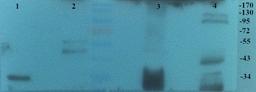 Western blot analysis of Mouse kidney (Lane 1), Mouse heart (Lane 2), Rat kidney (Lane 3), Rat heart (Lane 4) using PGC1 alpha antibody (primary antibody dilution at 2 ug/ml)