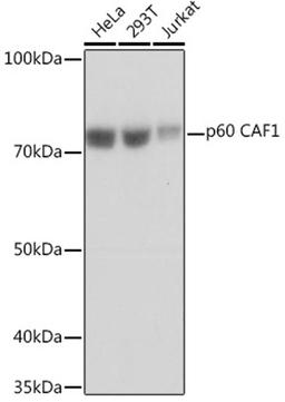 Western blot - p60 CAF1 Rabbit mAb (A5073)