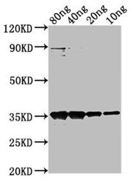 Western Blot. Positive WB detected in Recombinant protein. All lanes: M antibody at 1:2000. Secondary. Goat polyclonal to rabbit IgG at 1/50000 dilution. Predicted band size: 35 kDa. Observed band size: 35 kDa.