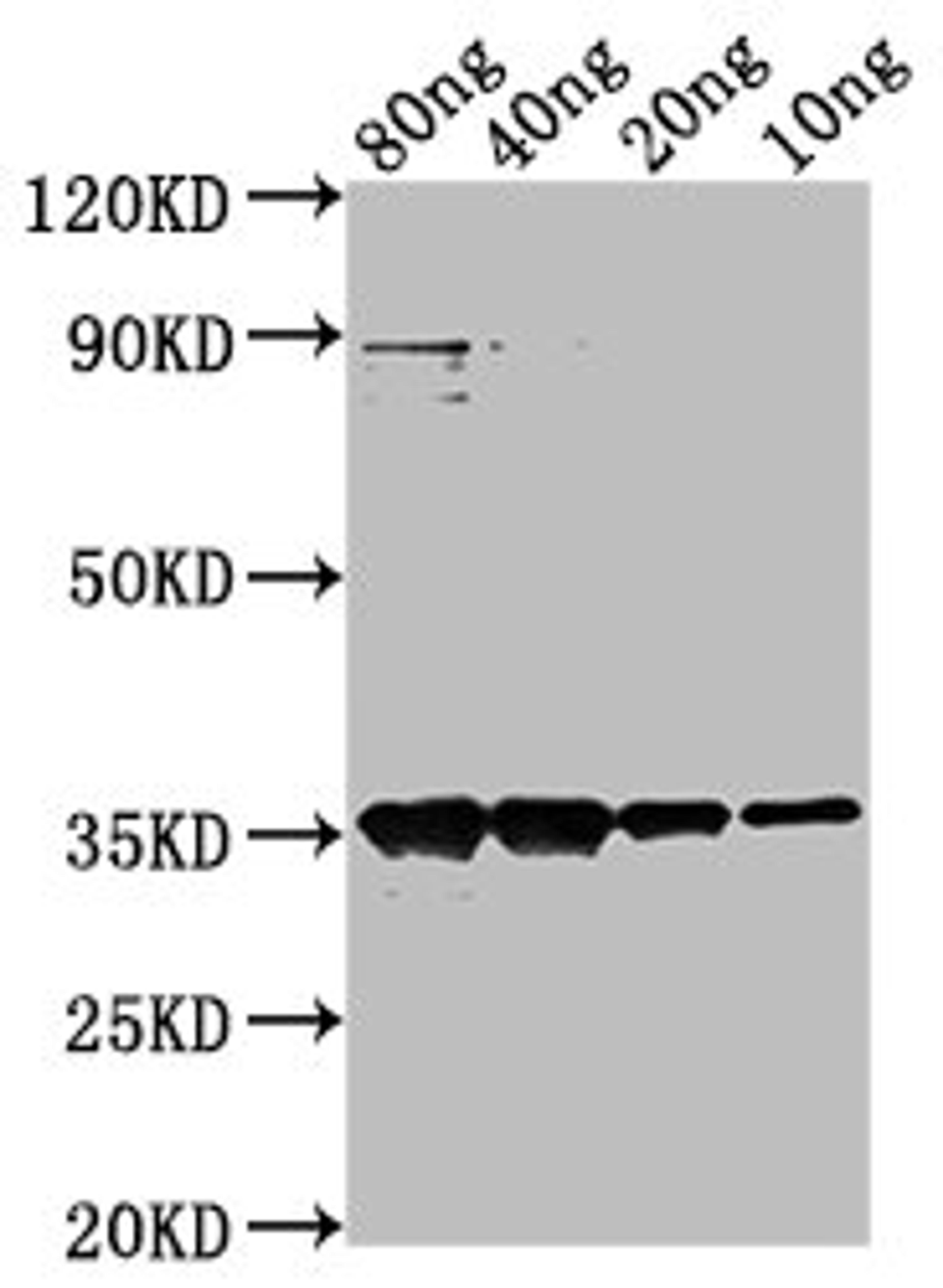 Western Blot. Positive WB detected in Recombinant protein. All lanes: M antibody at 1:2000. Secondary. Goat polyclonal to rabbit IgG at 1/50000 dilution. Predicted band size: 35 kDa. Observed band size: 35 kDa.