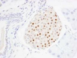 Detection of mouse MafA by immunohistochemistry.