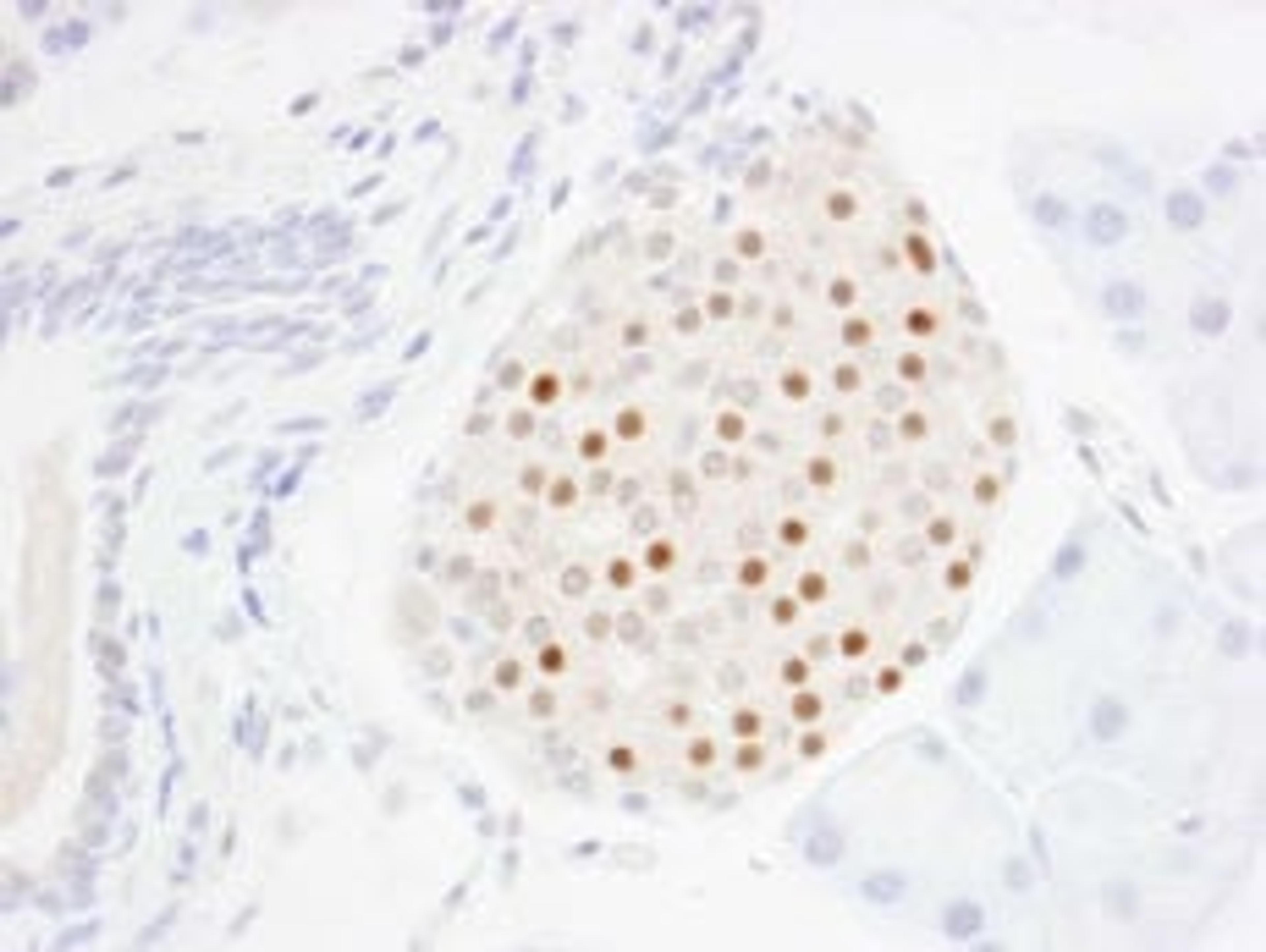 Detection of mouse MafA by immunohistochemistry.