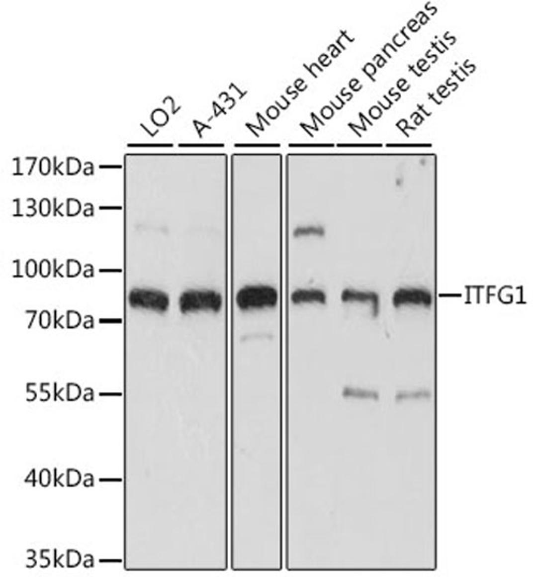 Western blot - ITFG1 antibody (A15901)