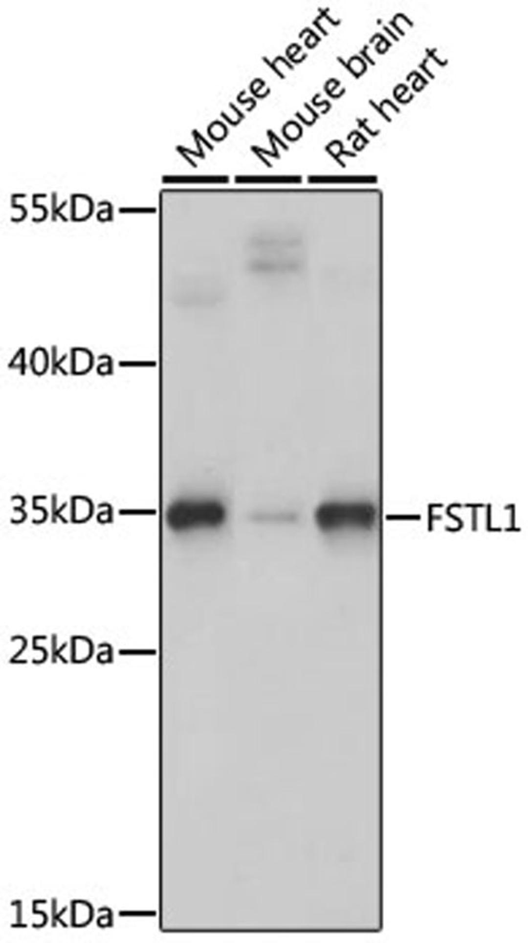 Western blot - FSTL1 antibody (A15789)