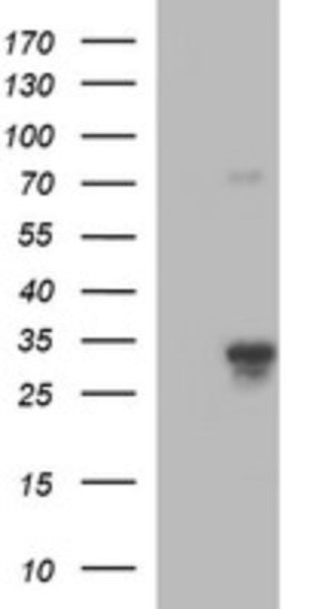 Western Blot: JAM-A Antibody (3H3) [NBP2-45560] - Analysis of HEK293T cells were transfected with the pCMV6-ENTRY control (Left lane) or pCMV6-ENTRY JAM-A.