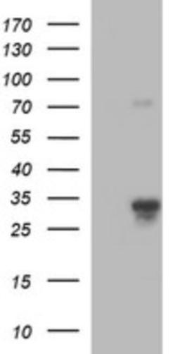 Western Blot: JAM-A Antibody (3H3) [NBP2-45560] - Analysis of HEK293T cells were transfected with the pCMV6-ENTRY control (Left lane) or pCMV6-ENTRY JAM-A.