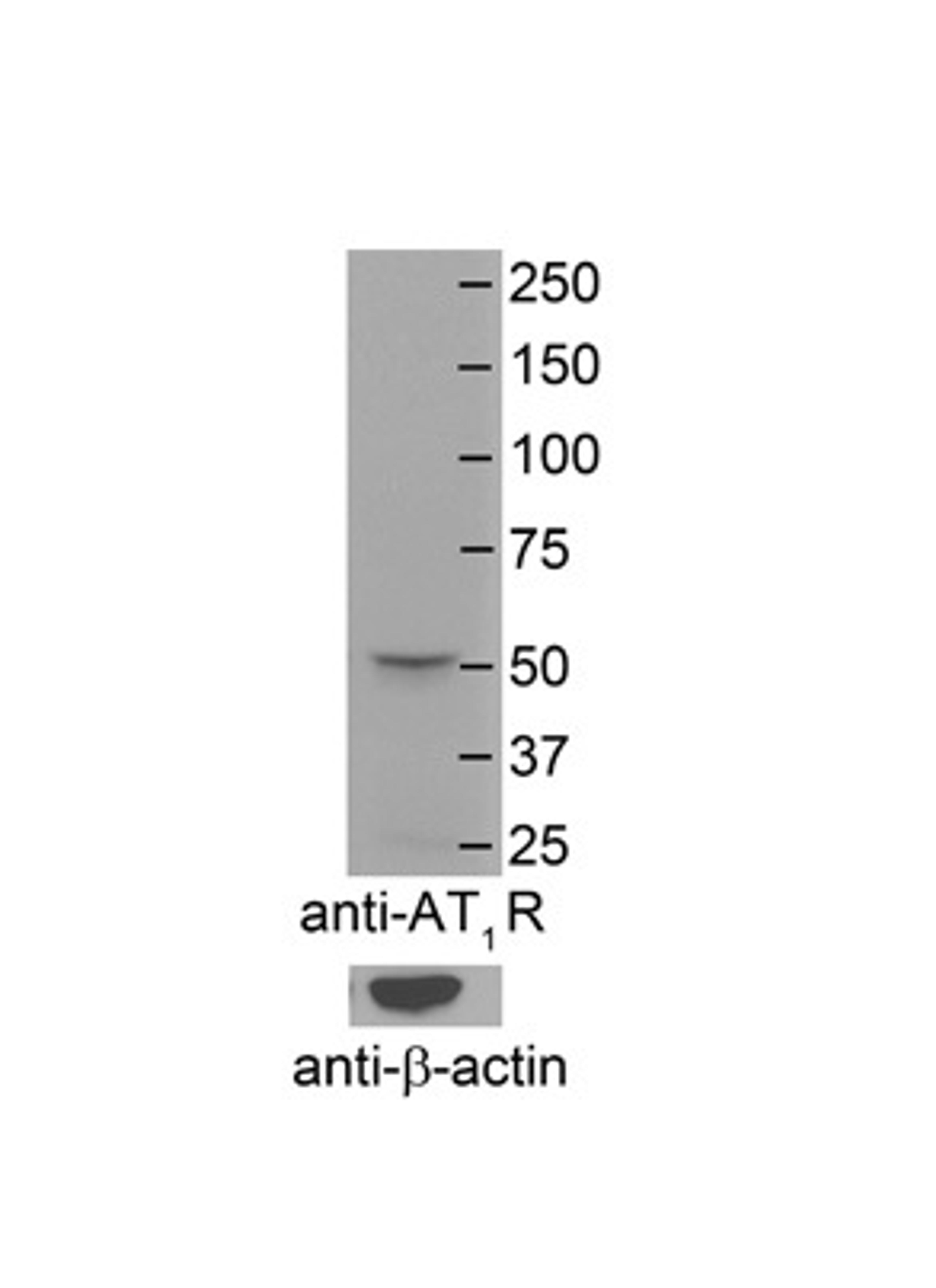 Antibody used in WB on Mouse Brain Membranes at 1:4000.