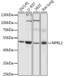 Western blot - NPRL2 antibody (A16486)