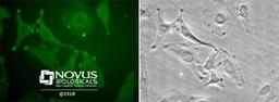 Western Blot: Stromal interaction molecule 1 Antibody [NB110-60547] - Staining in Hela cells detected with a Dylight 488 labeled secondary antibody.