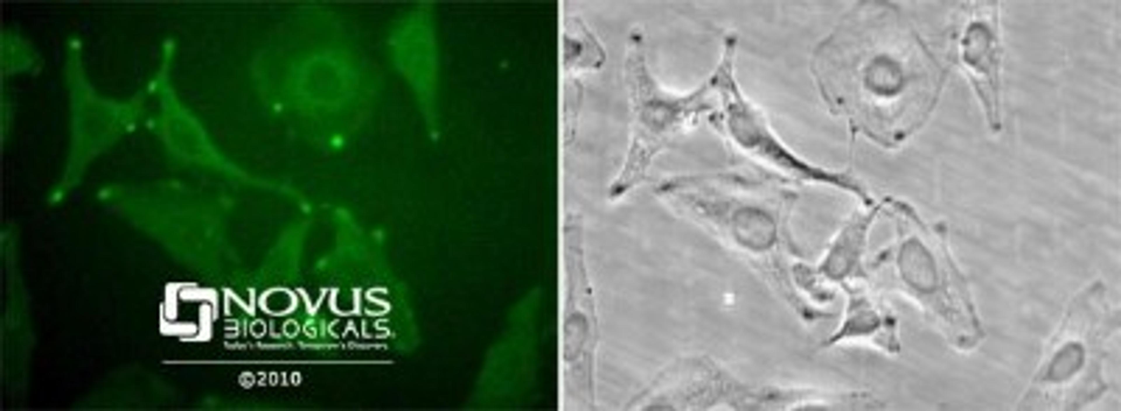 Western Blot: Stromal interaction molecule 1 Antibody [NB110-60547] - Staining in Hela cells detected with a Dylight 488 labeled secondary antibody.