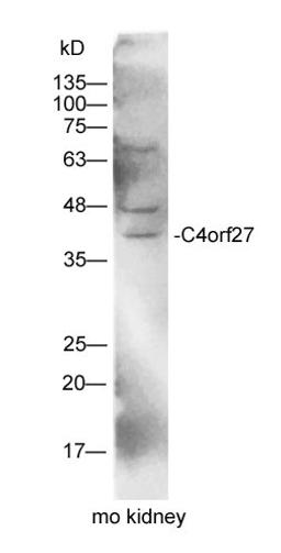 WB analysis of mouse kidney tissue using C4orf27 antibody