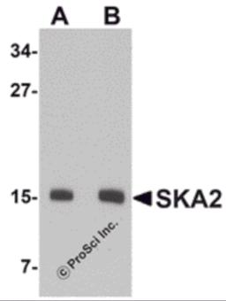 Western blot analysis of SKA2 in 3T3 cell lysate with SKA2 antibody at (A) 0.5 and (B) 1 &#956;g/mL.