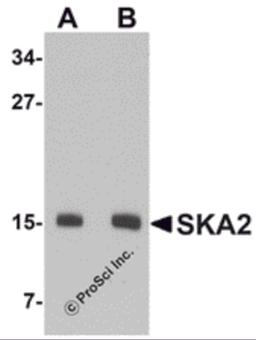 Western blot analysis of SKA2 in 3T3 cell lysate with SKA2 antibody at (A) 0.5 and (B) 1 μg/mL.