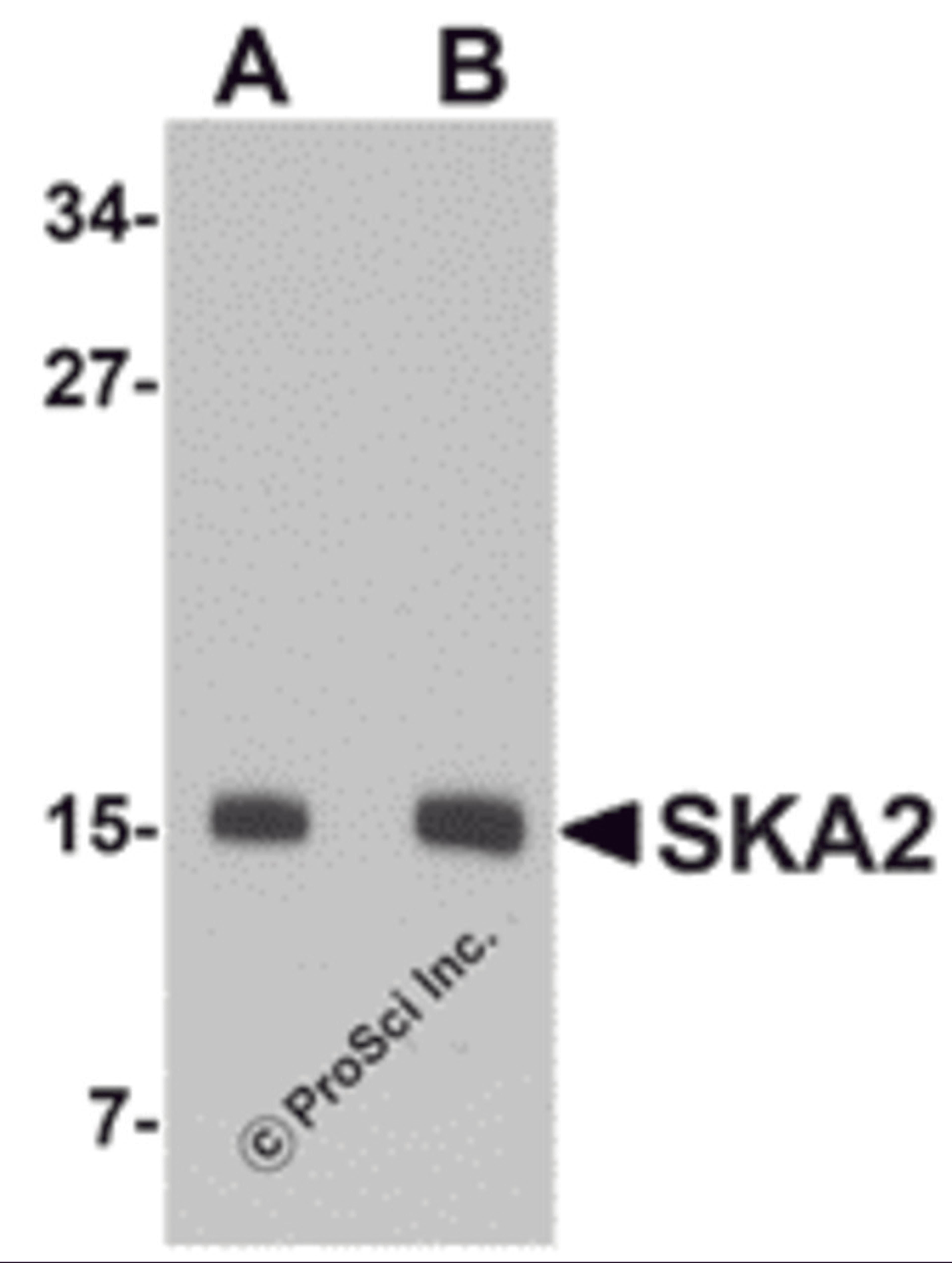 Western blot analysis of SKA2 in 3T3 cell lysate with SKA2 antibody at (A) 0.5 and (B) 1 μg/mL.