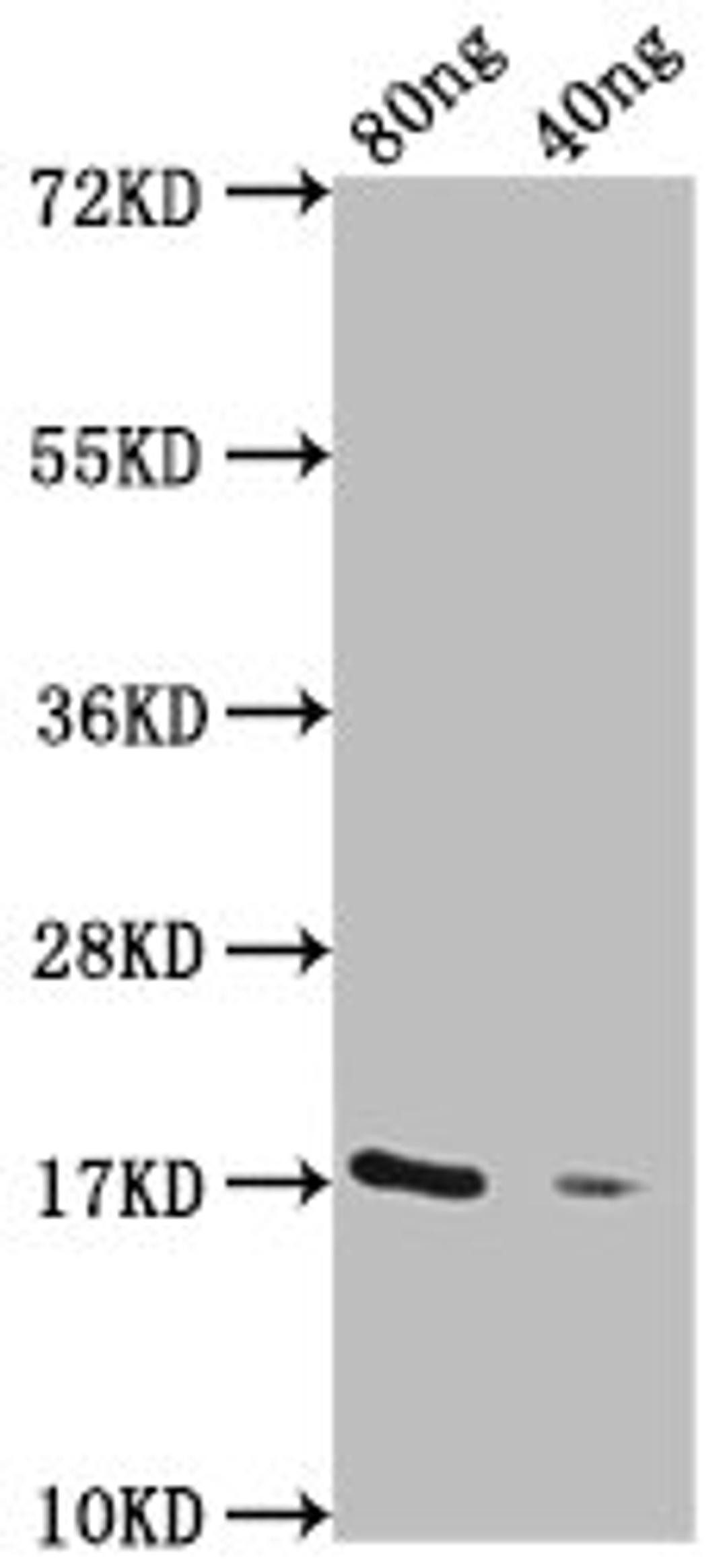 Western Blot. Positive WB detected in Recombinant protein. All lanes: GDV1 antibody at 1:2000. Secondary. Goat polyclonal to rabbit IgG at 1/50000 dilution. Predicted band size: 17 kDa. Observed band size: 17 kDa.