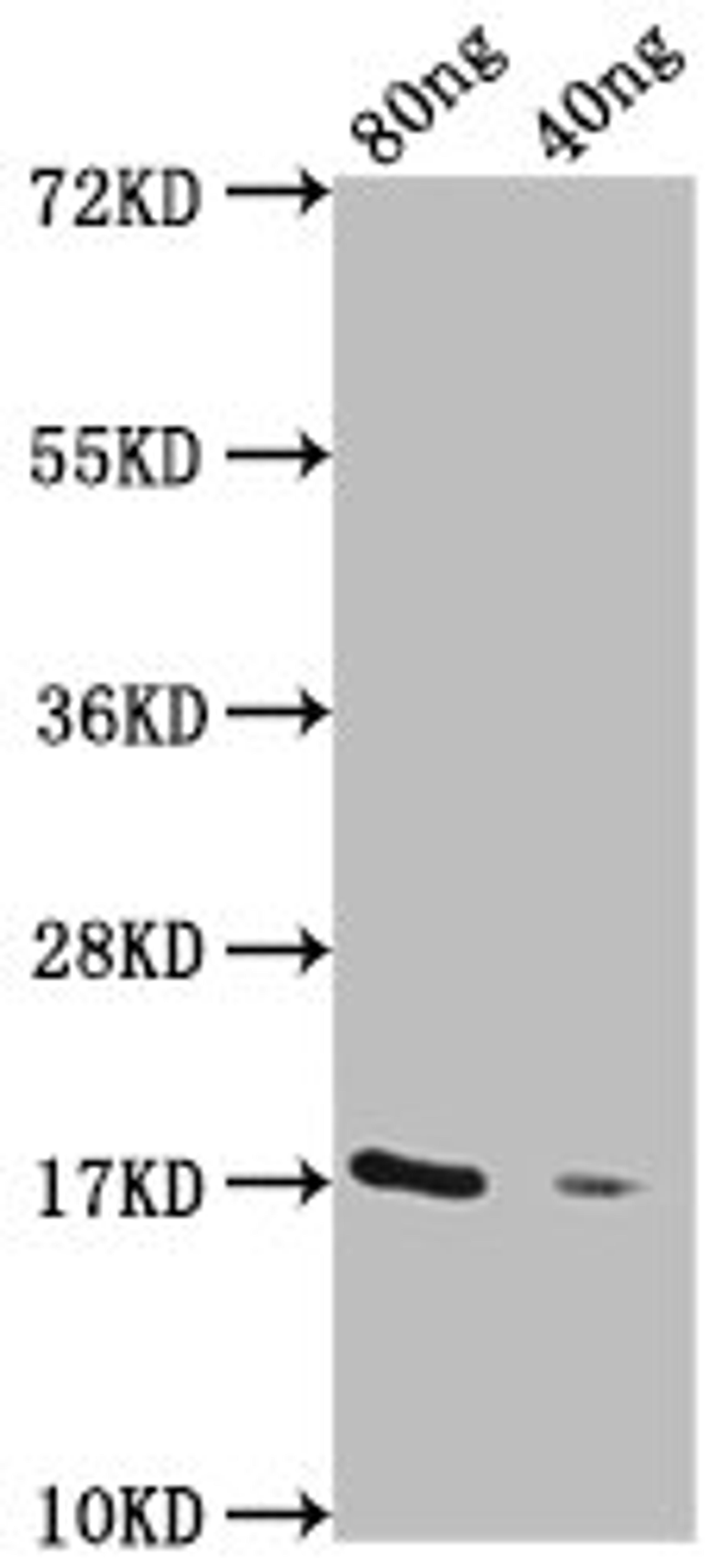 Western Blot. Positive WB detected in Recombinant protein. All lanes: GDV1 antibody at 1:2000. Secondary. Goat polyclonal to rabbit IgG at 1/50000 dilution. Predicted band size: 17 kDa. Observed band size: 17 kDa.