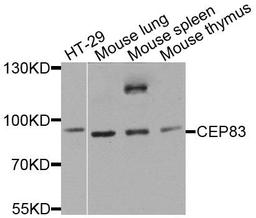 Western blot analysis of extracts of various cells using CEP83 antibody