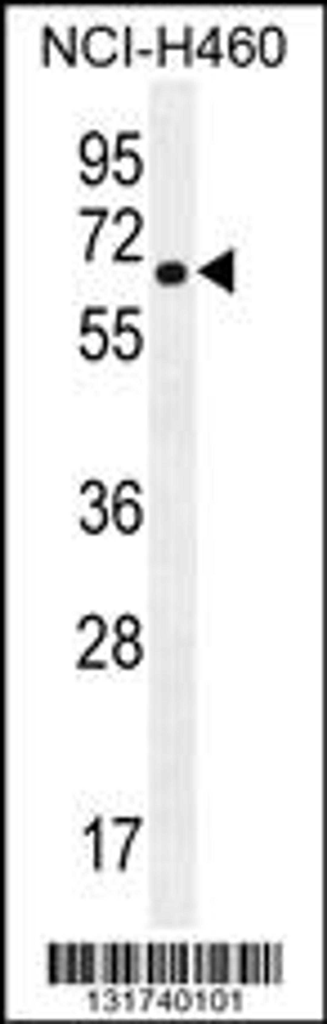 Western blot analysis in NCI-H460 cell line lysates (35ug/lane).