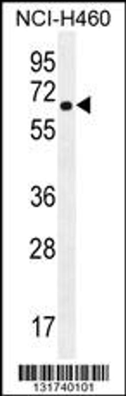 Western blot analysis in NCI-H460 cell line lysates (35ug/lane).