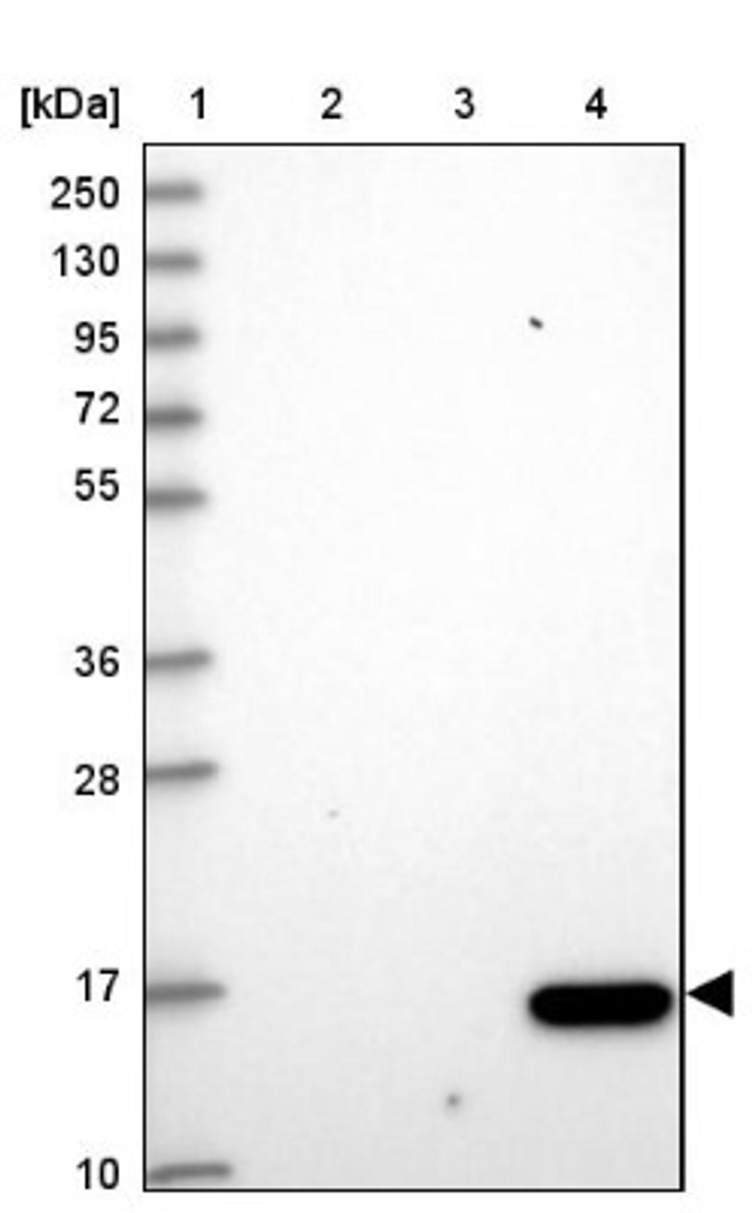 Western Blot: THRSP Antibody [NBP1-81290] - Lane 1: Marker [kDa] 250, 130, 95, 72, 55, 36, 28, 17, 10<br/>Lane 2: Human cell line RT-4<br/>Lane 3: Human cell line U-251MG sp<br/>Lane 4: Human plasma (IgG/HSA depleted)