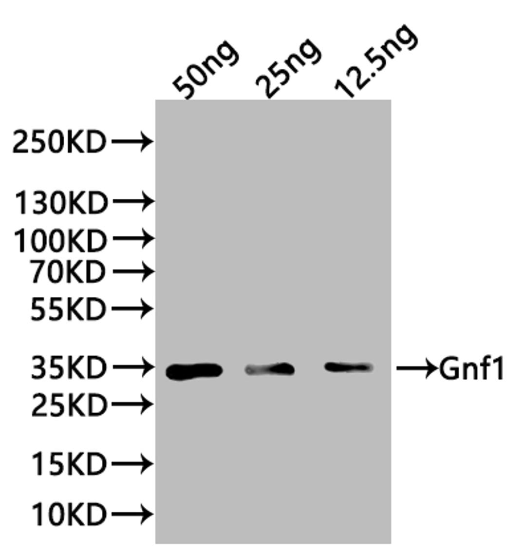Western Blot. Positive WB detected in: recombinant protein. All lanes:Gnf1 Antibody at 1:1000. Secondary. Goat polyclonal to rabbit IgG at 1/20000 dilution. Predicted band size: 32 kDa. Observed band size: 34 kDa.