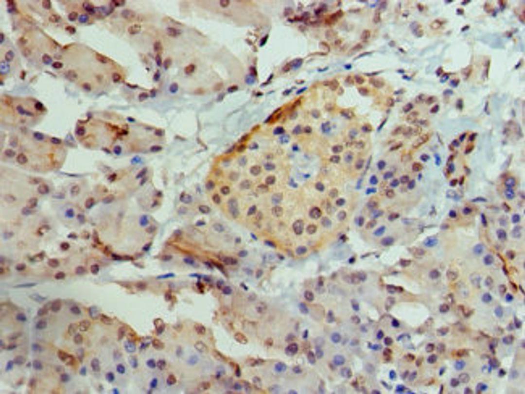 Immunohistochemistry of paraffin-embedded human pancreatic tissue using CSB-PA001502HA01HU at dilution of 1:100