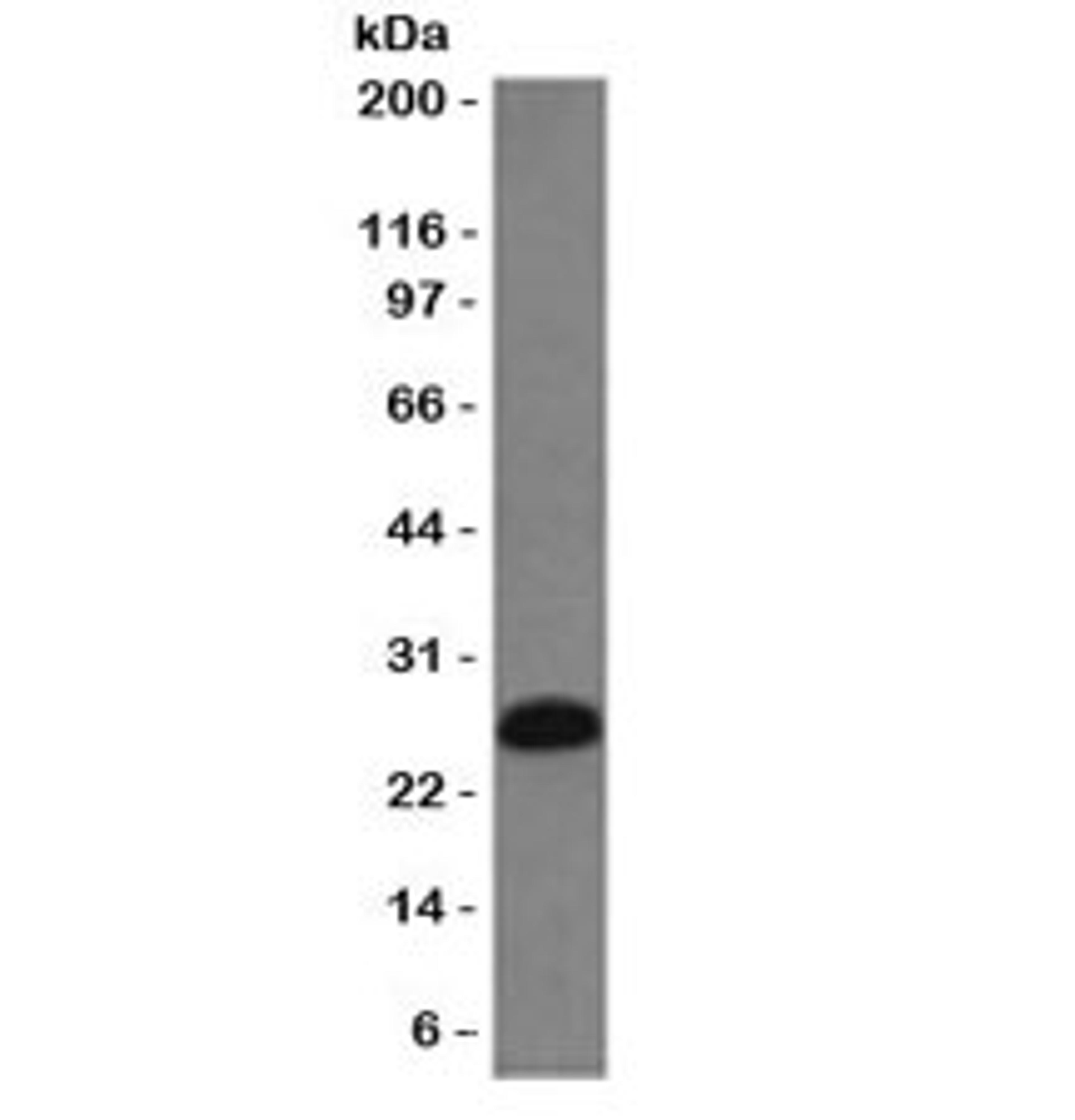 Western blot testing of Ramos cell lysate with CD79 antibody (clone CDLA79a-2).