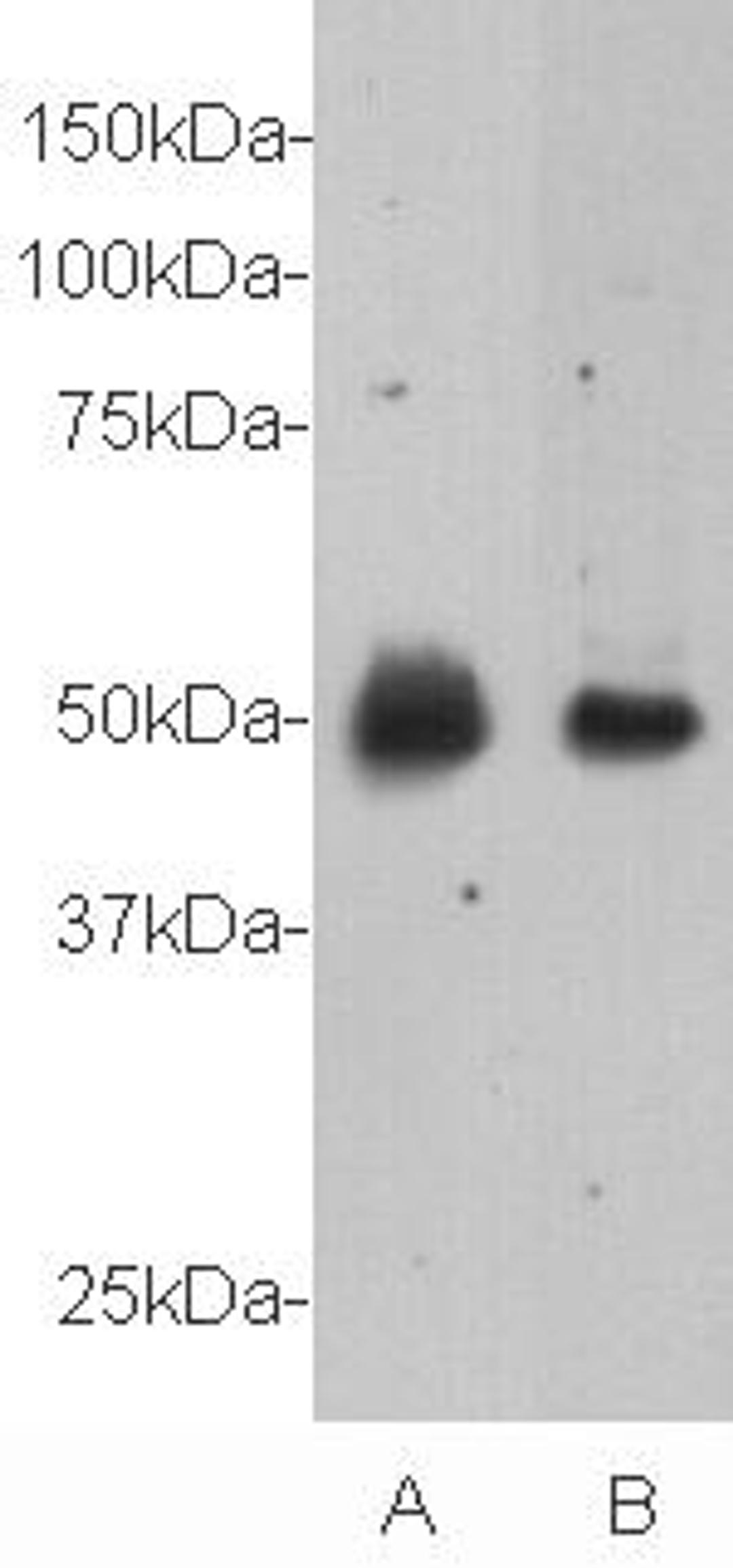 Western Blot analysis of mouse spinal cord (lane A) and mouse brain (lane B) using Relaxin 3 Receptor 1 antibody