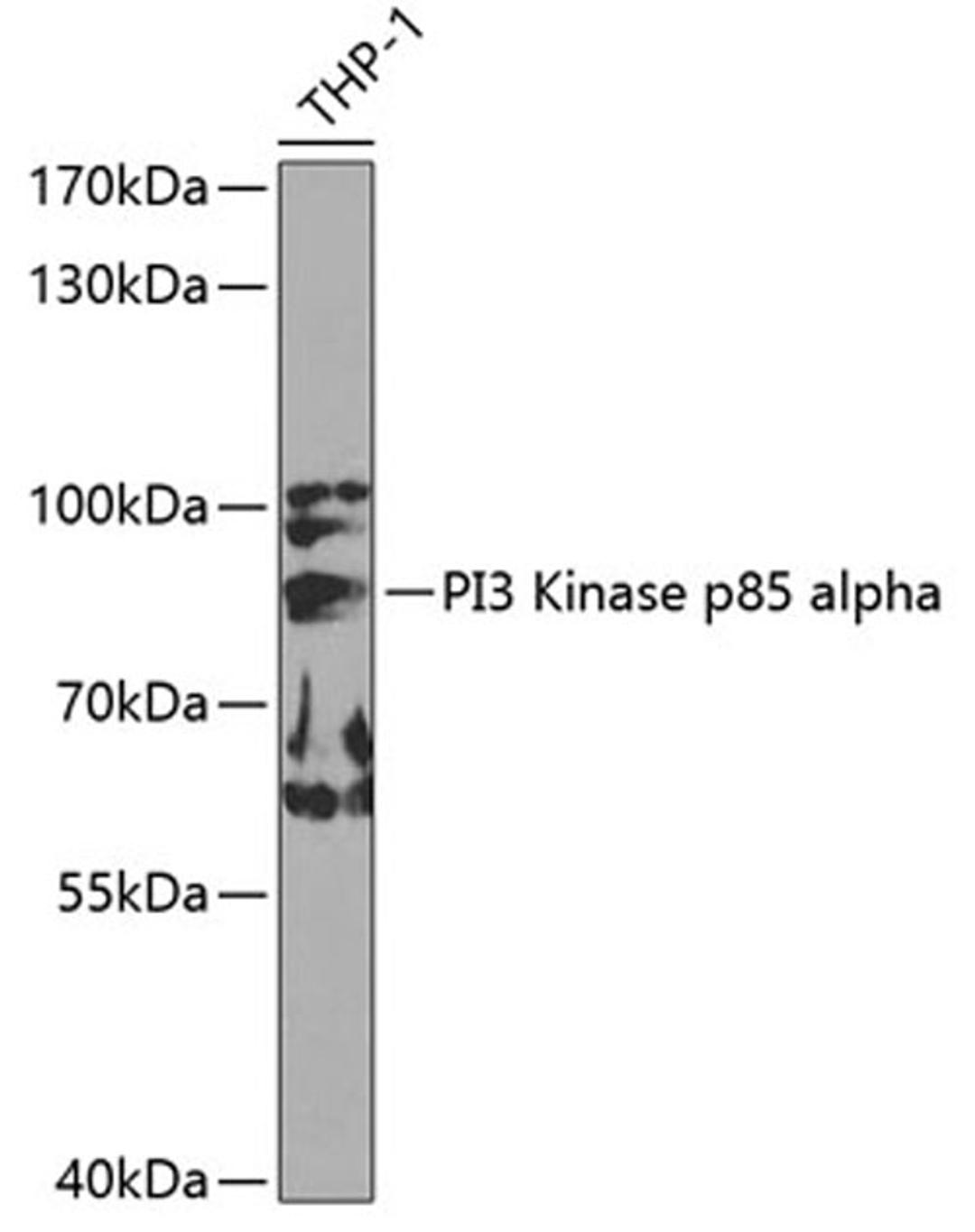 Western blot - PI3 Kinase p85 alpha antibody (A0054)