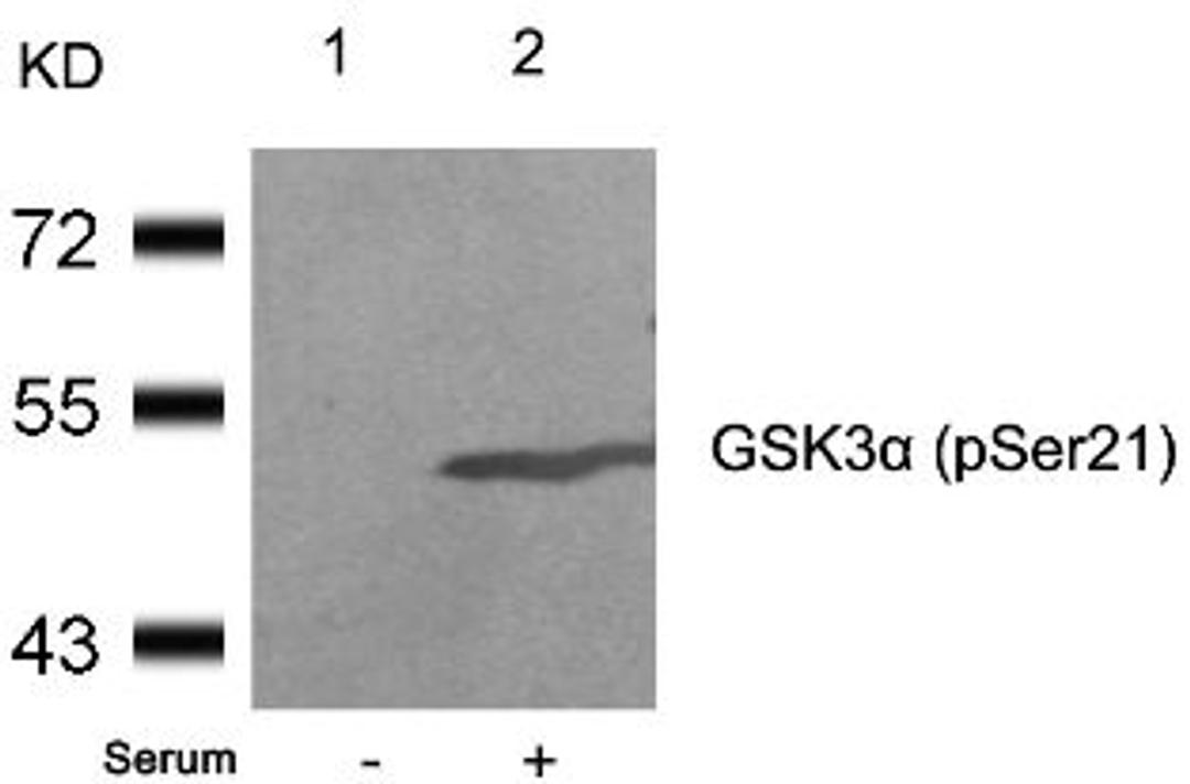 Western blot analysis of lysed extracts from 293 cells untreated (Lane 1) or treated with serum (lane 2) using GSK3&#945; (Phospho-Ser21).