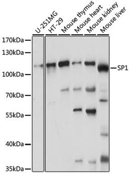 Western blot - SP1 antibody (A14662)