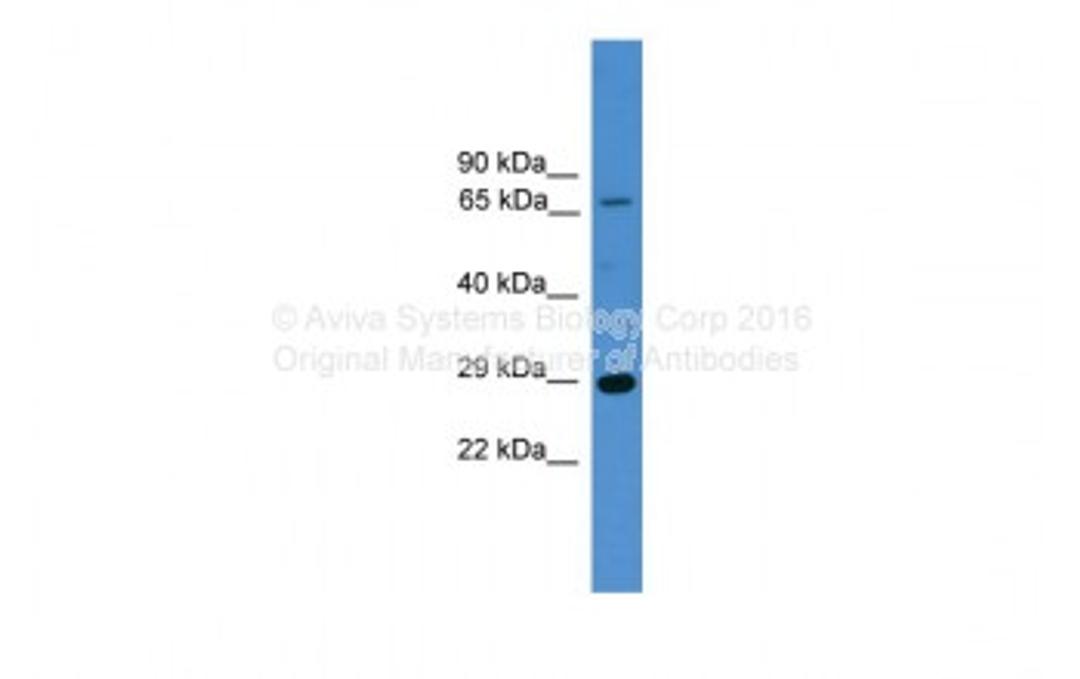 Antibody used in WB on Human HEK293T at 0.1 - 1  ug/ml.