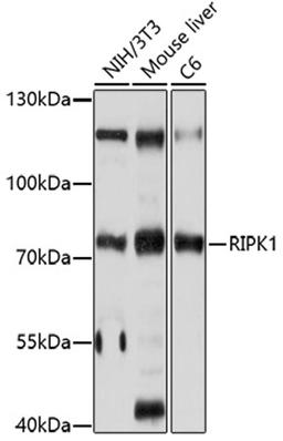 Western blot - RIPK1 antibody (A7414)