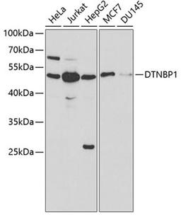 Western blot - DTNBP1 antibody (A1632)