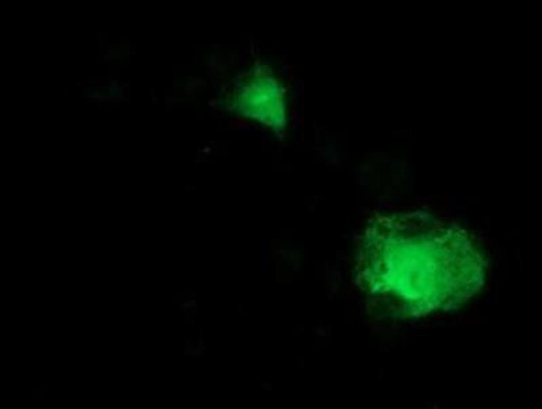 Immunocytochemistry/Immunofluorescence: MDS028 Antibody (3C4) [NBP2-00860] - Staining of COS7 cells transiently transfected by pCMV6-ENTRY MDS028.