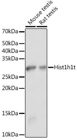 Western blot - Hist1h1t antibody (A18597)