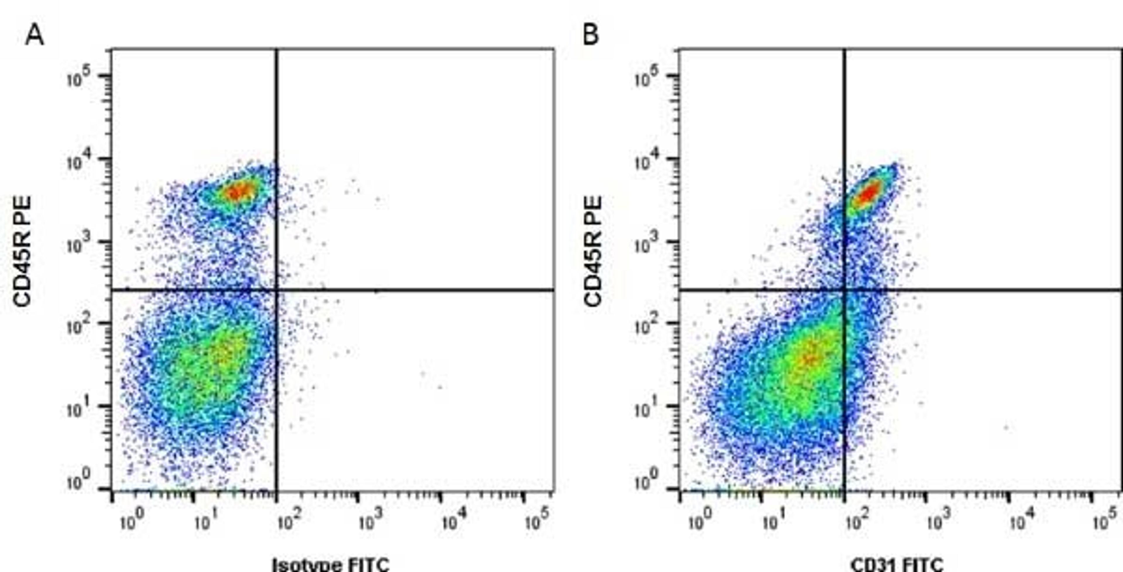 Figure A. rat anti mouse CD45R. Figure B. rat anti mouse CD45R and rat anti mouse CD31. 