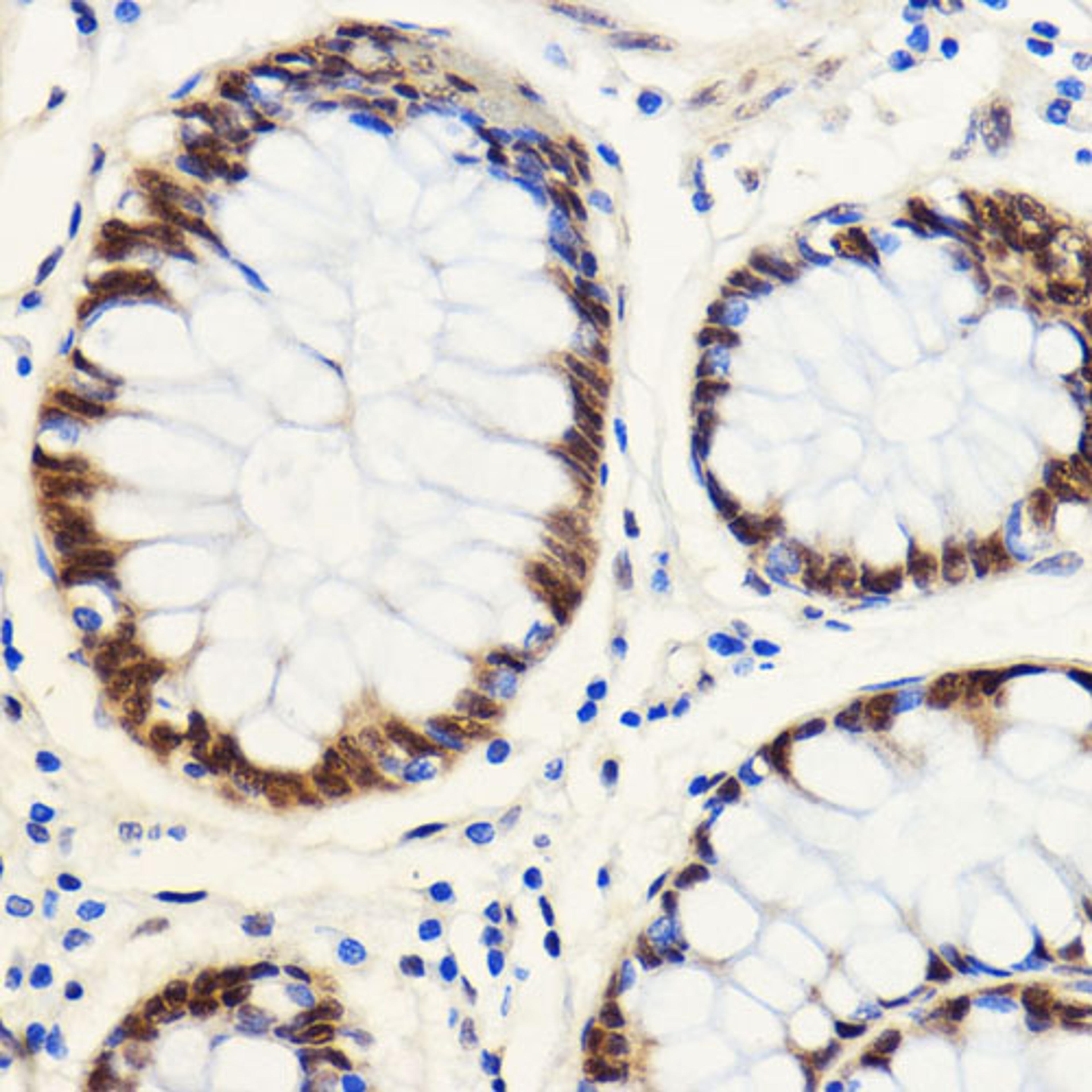 Immunohistochemistry  - SNIP1 antibody (A16747)